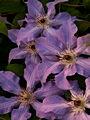 Clematis Joanna-3 Powojnik